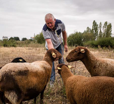 Moutons